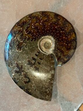 Ammonite Fossil Whole – Polished with Iridescent Shell & Gorgeous Patterns
